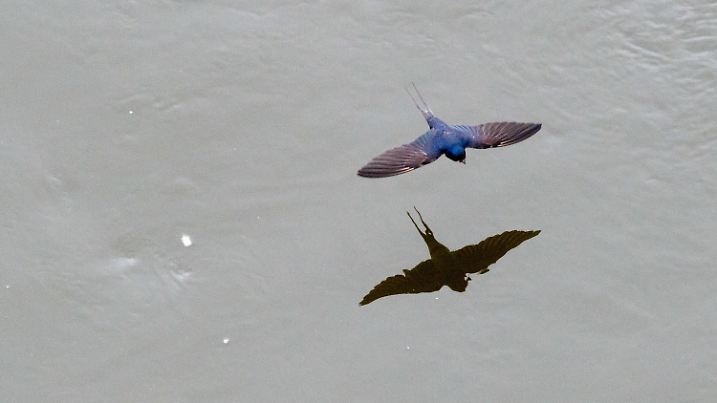ARCHIV - 05.07.2017, Sachsen-Anhalt, Magdeburg: Eine Rauchschwalbe fliegt im Tiefflug über die Wasseroberfläche der Elbe. Für Schwalben wird die Aufzucht ihrer Jungen immer schwieriger. Als Gründe nannte ein Nabu-Sprecher Veränderungen in der modernen Kulturlandschaft. Foto: Klaus-Dietmar Gabbert/dpa-Zentralbild/dpa +++ dpa-Bildfunk +++