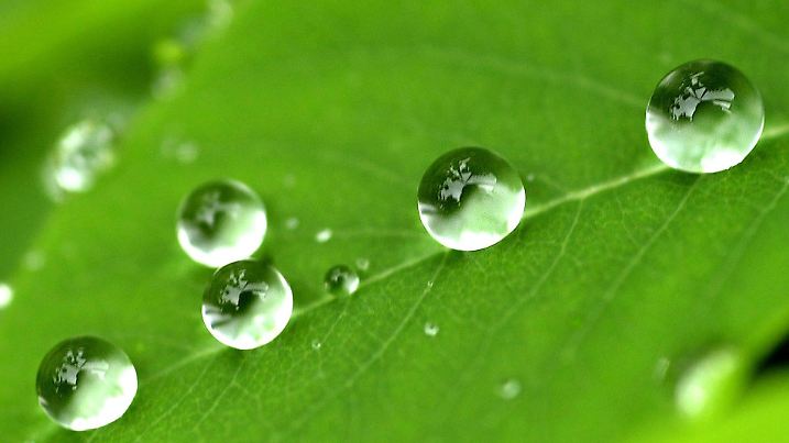 Wie Perlen auf einer Schnur liegen Regentropfen am 12.5.2002 in einem Wald bei Hanau auf einem Blatt. Die ergiebigen Regenfälle der vergangenen Tage hatten mancherorts sogar zu Überschwemmungen geführt.
