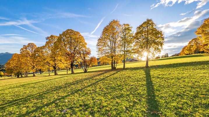 Goldener Herbst in Ramsau am Dachstein - gold-gelb gefärbte Ahorn-Bäume im Gegenlicht der untergehenden Sonne. Aufgenommen am 5. Oktober 2017 in Ramsau am Dachstein, Steiermark, Österreich Fotocredit: Martin Huber |