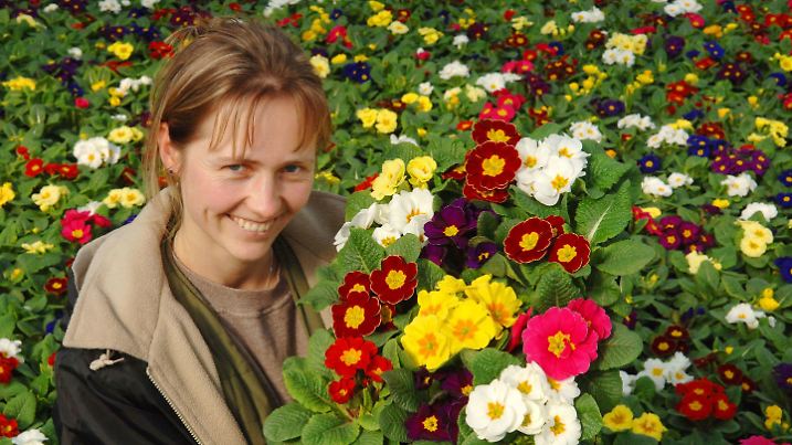 Die Gartenbautechnikerin Karina Böhler zeigt am Dienstag (08.03.2005) in der Genthiner Gartenbau GbR blühende bunte Primeln. In diesem Frühjahr wurden in den Gewächshäusern des Gartenbaubetriebes rund 500 000 Primeln und ebenso viele Stiefmütterchen herangezogen. Auf einer Fläche von dreieinhalb Hektar unter Glas wachsen außerdem Krokusse, Hyazinthen und Alpenveilchen. Die Blumen werden bundesweit vermarktet. Foto: Peter Förster/lah +++(c) dpa - Report+++
