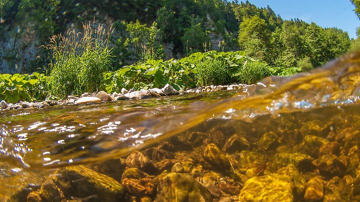 Die Wutach hat sich in etwa 70.000 Jahren über 100 Meter tief eingegraben und einen Canyon mit einem besonderen Mikroklima geschaffen.