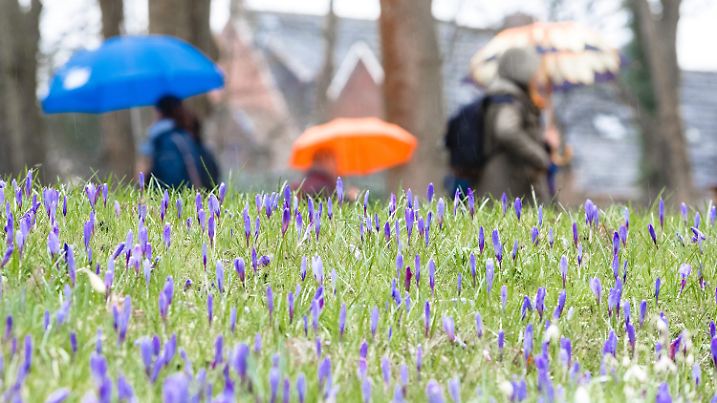 16.03.2019, Schleswig-Holstein, Husum: Bei grauem Nieselregenwetter gehen Spaziergänger durch den Schlosspark, in dem zum Krokusblütenfest ca 4 Millionen Krokusse gepflanzt wurden. Foto: Markus Scholz/dpa +++ dpa-Bildfunk +++