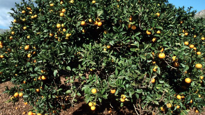 Großer Orangenbaum mit Früchten auf Mallorca. Balearen, Spanien, 06.06.2003 | Verwendung weltweit