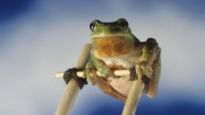 Mittelmeer-Laubfrosch (Hyla meridionalis) auf einer Leiter | Verwendung weltweit, Keine Weitergabe an Wiederverkäufer.