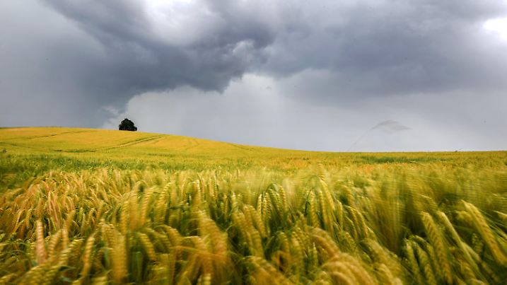 08.06.2018, Baden-Württemberg, Gornhofen bei Ravensburg: Dunkle Gewitterwolken ziehen über ein Getreidefeld. Foto: Felix Kästle/dpa +++ dpa-Bildfunk +++