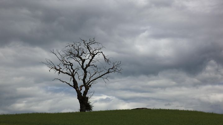 Abgestorbener, kahler, toter Baum vor grauem Himmel | Verwendung weltweit, Keine Weitergabe an Wiederverkäufer.