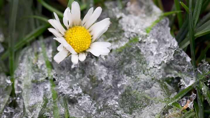 Reste vom Schnee und Eis liegen am 30.12.2014 in einem Park in Düsseldorf (Nordrhein-Westfalen) zwischen grünen Gräsern und einer Blüte. Eine Warmfront ist in der Nacht zu Dienstag über NRW gezogen. In der Folge seien die Temperaturen in weiten Teilen des Landes wieder über null Grad angestiegen, sagte eine Meteorologin des Deutschen Wetterdienstes (DWD) in Essen. Vom Schnee werde im Flachland nichts übrig bleiben. In der ersten Nachthälfte lagen die Temperaturen mit minus drei bis minus ein Grad noch unterhalb des Gefrierpunktes. Foto: Martin Gerten/dpa | Verwendung weltweit