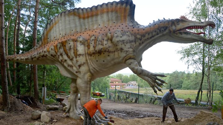 ARCHIV - 28.06.2016, Niedersachsen, Münchehagen: Ein 16 Meter langes und 6,50 Meter hohes Modell eines Spinoraurus wird im Dinosaurier-Park in Münchehagen von Mitarbeitern aufgebaut. Dieses Modell des Spinosaurus aegyptiacus gilt weltweit als die einzige maßstabgetreue Nachbildung der Saurierart. Das Freilichtmuseum am Steinhuder Meer beherbergt mehr als 230 maßstabsgetreue Nachbildungen von Dinosauriern. (zu dpa «Freizeitparks starten mit neuen Attraktionen in den Frühling») Foto: Holger Hollemann/dpa +++ dpa-Bildfunk +++