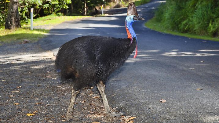Helmkasuar, Helm-Kasuar (Casuarius casuarius), Weibchen ueberquert einer Strasse, Australien, Queensland, Moresby Range Nationalpark Southern Cassowary, Double-wattled Cassowary, Australian Cassowary, Two-wattled Cassowary (Casuarius casuarius), female crossing road, Australia, Queensland, Moresby Range National Park BLWS296289  