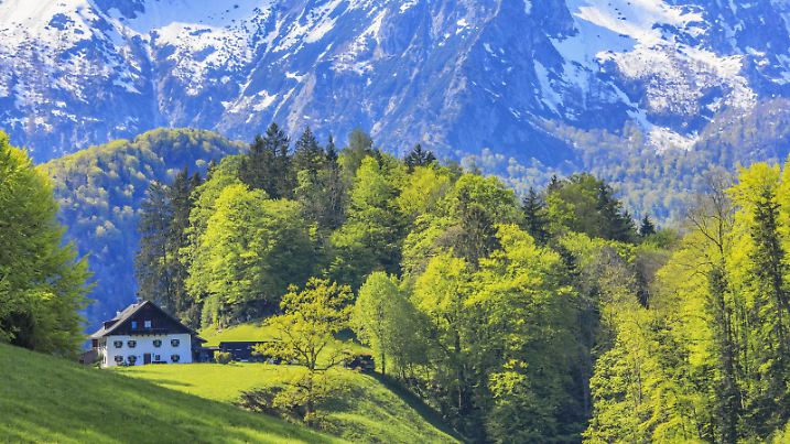 Bayerischer Bauernhof In der Umgebung von Markt Schellenberg unweit der österreichischen Grenze zwischen Wiesen und Wald, im Hintergrund der Untersberg, der noch weit herunter verschneit ist. ist der Frühling eingezogen und die Vegetation hat bis in mittlere Höhenlagen ihr grünes Frühlingskleid angezogen. Darüber, noch bis unter die Waldgrenze, sind die Berge noch immer tief verschneit. - 20190502_PD12501 |