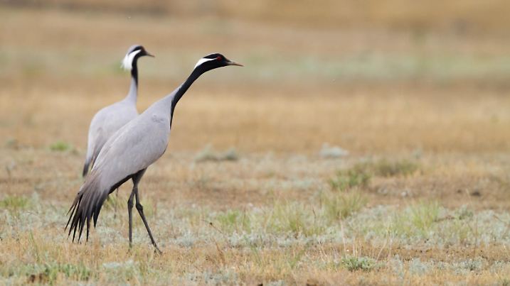 Jungfernkranich, Jungfern-Kranich (Anthropoides virgo), in der Steppe, Kasachstan | demoiselle crane (Anthropoides virgo), adult in steppe, Kazakhstan | Verwendung weltweit