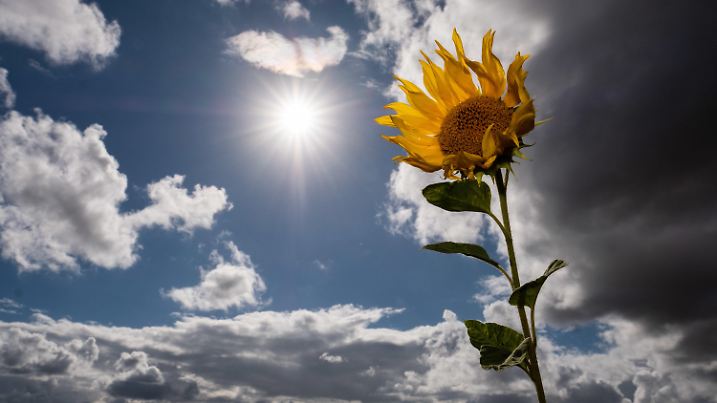 11.08.2018, Niedersachsen, Carolinensiel: Hinter einer Sonnenblume auf einem Feld ist der Himmel mit dunklen Wolken zugezogen. Foto: Mohssen Assanimoghaddam/dpa +++ dpa-Bildfunk +++