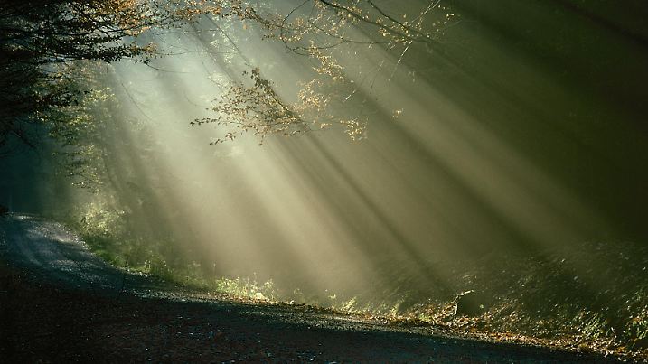 Durch ein paar Bäume in einem Wald fallen helle Sonnentstrahlen.