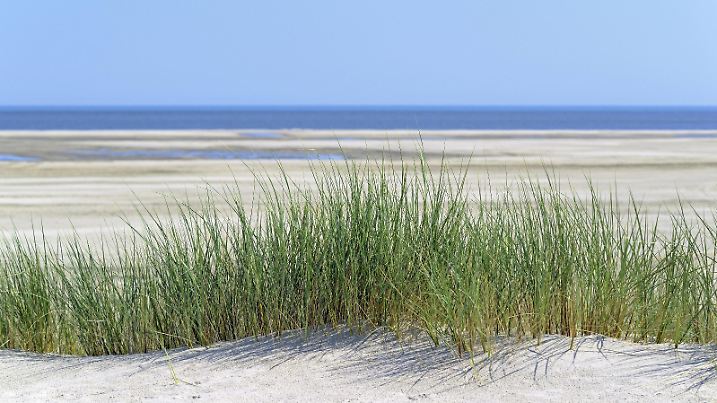 Bilder der Erde Gewöhnlicher Strandhafer (Ammophila arenaria) an breitem Sandstrand, Wangerooge, Ostfriesische Inseln, Nordsee, Niedersachsen, Deutschland, Europa *** Common beach grass Ammophila arenaria on wide sandy beach Wangerooge Ostfriesische Inseln Nordsee Niedersachsen Germany Europe Copyright: imageBROKER/Frederik ibxrba04889429.jpg Bitte beachten Sie die gesetzlichen Bestimmungen des deutschen Urheberrechtes hinsichtlich der Namensnennung des Fotografen im direkten Umfeld der Veröffentlichung!
