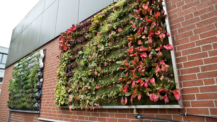 Vertikalbegrünungssysteme sind am 10.10.2013 in Nürnberg (Bayern) an einer Gebäudewand zu sehen. Mit «hängenden Gärten», sechs Quadratmeter große Module aus Aluminium und Kunststoff, will die Stadt Nürnberg der Klimaerwärmung vor Ort entgegenwirken. Ziel sei dabei, Fassaden und großflächige Wände mit speziellen Pflanzen zu begrünen. Foto: Daniel Karmann/dpa | Verwendung weltweit