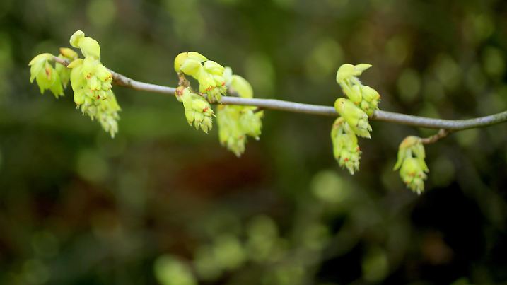 Corylopsis veitchiana, umgangssprachlich Veitchs Scheinhasel blüht am Sonntag, 5. März 2017, in einem Park in Köln.
Die Scheinhaseln oder Blumenhaseln ( Corylopsis ) sind eine Gattung von Sträuchern aus der Familie der Zaubernussgewächse. | Verwendung weltweit