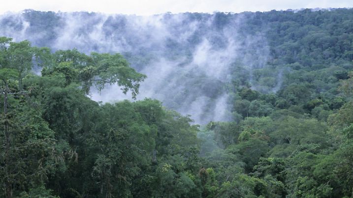 GAB, 2006: Wasserdampf steigt aus dem Regenwald im westlichen Kongobecken. [en] Mist raising from the rainforest in the western congo basin. | GAB, 2006: Mist raising from the rainforest in the western congo basin. |