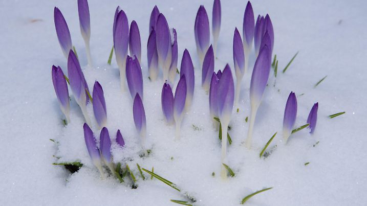 dpatopbilder Schnee bedeckt eine Wiese mit Krokussen am 01.03.2016 in einem Garten in Sieversdorf (Brandenburg). Am 1. März ist der meteorologische Frühlingsanfang auf der Nordhalbkugel. Foto: Patrick Pleul/dpa +++(c) dpa - Bildfunk+++