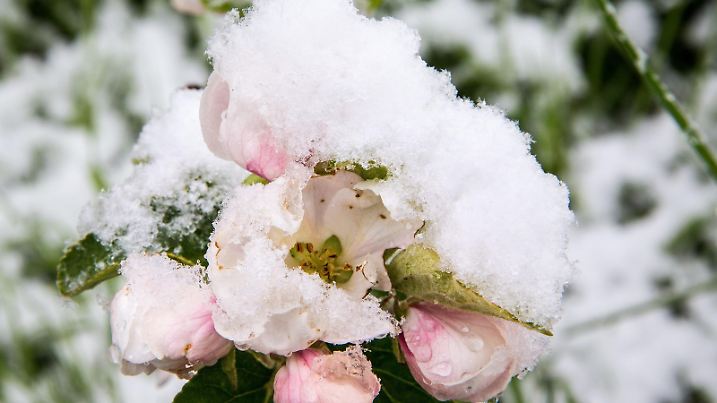 Wintereinbruch Ende April, seltenes Ereignis ist eine geschlossene Schneedecke im Fruehling, Apfelblueten mit Schneehaube, Weiler zum Stein, 26.04.2016. | Verwendung weltweit