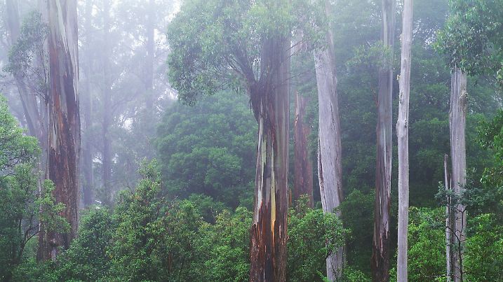 Regenwald mit Gummi- und Eukalyptusbäumen auf der Insel Tasmanien. Undatiert.