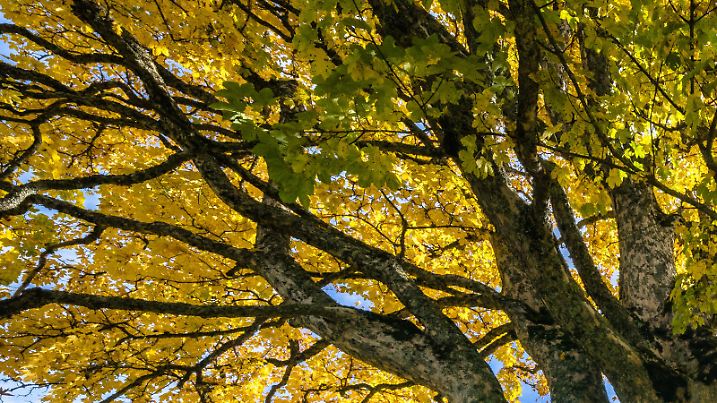 Goldener Herbst am Fastenberg bei Schladming - gold-gelb gefärbter Ahorn in der Gegensonne und eine weidende Kuh. Aufgenommen am 2. Oktober 2017 am Fastenberg bei Schladming, Steiermark, Österreich Fotocredit: Martin Huber |