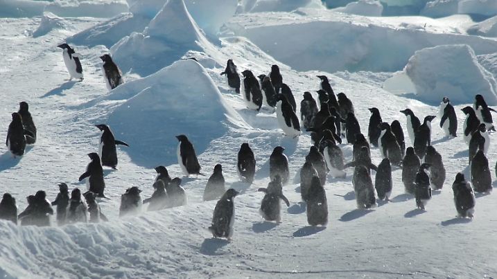 Adeliepinguin, Adelie-Pinguin (Pygoscelis adeliae), Gruppe auf einem Eisfeld im Sturm, Antarktis | adelie penguin (Pygoscelis adeliae), group of about thirty Antarctic adelie penguins, Antarctica | Verwendung weltweit