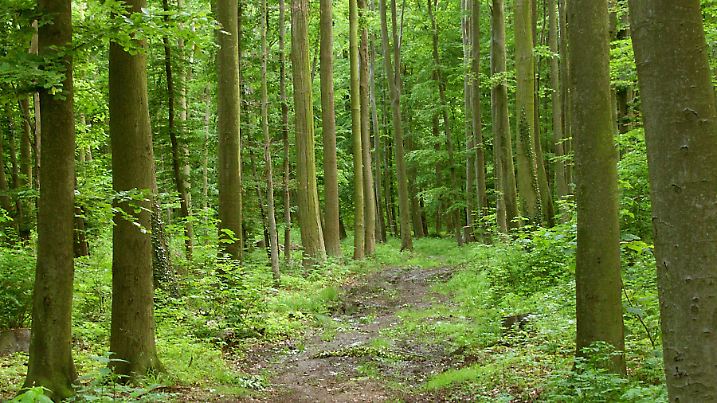 Wald | Verwendung weltweit