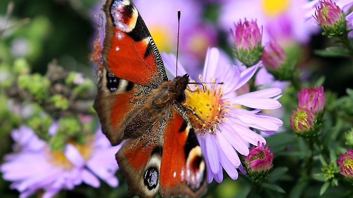 Ein Pfauenauge besucht am 28.09.2012 im niederrheinischen Moers die Blüten einer Aster. Bei zum Teil schönem Spätsommerwetter finden die Schmetterlinge noch genug Blüten, um sich zu ernähren. Foto: Roland Weihrauch dpa/lnw  +++(c) dpa - Bildfunk+++