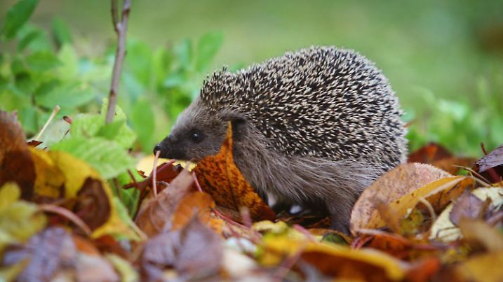 ARCHIV - 11.11.2007, Kaufbeuren: Ein Igel läuft durch einen Garten. Penibel gepflegte Gärten ohne Gestrüpp, Reisighaufen oder unaufgeräumte Ecken machen Igeln das Leben schwer. Foto: Karl-Josef Hildenbrand/dpa +++ dpa-Bildfunk +++
