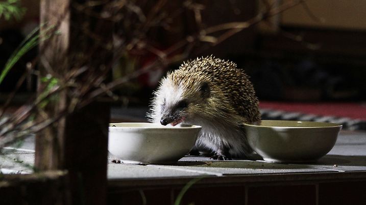 Igel