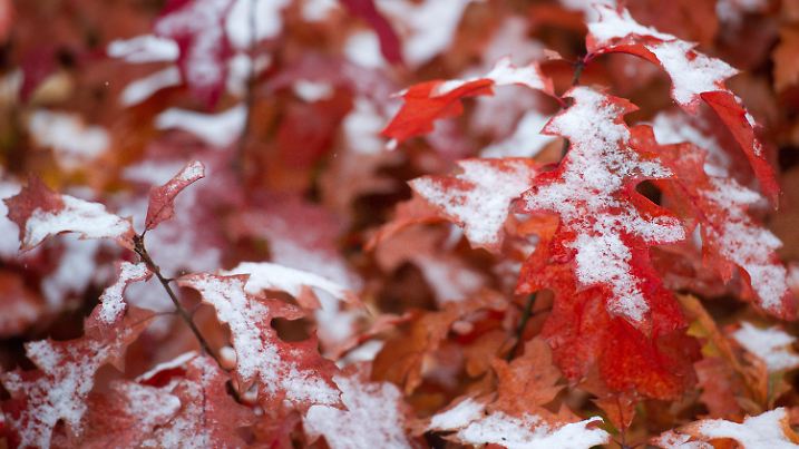 Erster Schnee liegt am 27.10.2012 auf dem bunten Herbstlaub von Roteichen in einem Wald nahe Peitz (Brandenburg). Foto: Patrick Pleul/dpa +++(c) dpa - Bildfunk+++