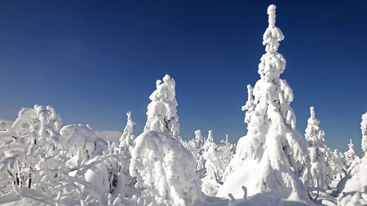Winterwald auf dem Fichtelberg, Deutschland, Sachsen, Erzgebirge | winter forest on Fichtelberg mountain, Germany, Saxony, Erz Mountains | Verwendung weltweit