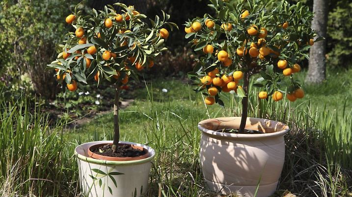 Chinesische Kumquat (Fortunella margarita), und Zwergorange im Garten | kumquat (Fortunella margarita), and dwarf oranges in the garden