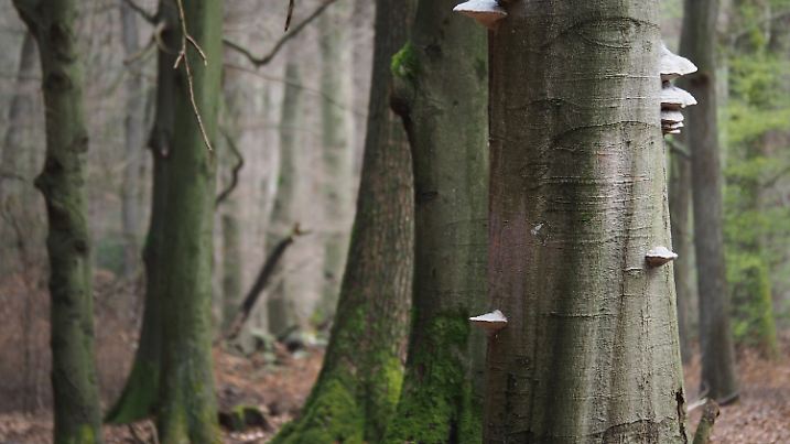 HANDOUT - Ein durch Pilzbefall (Zunderschwamm) geschädigter Baum (r), (undatiert). Der bisher feucht-warme Winter bedeutet für Buchen in den Hochlagen Stress. Die Bäume haben die Abwehr-Mechanismen herunter gefahren, Parasiten hingegen fühlen sich wohl und sind sehr aktiv. Experten befürchten massive Schäden.  Foto: Befeld - Wald und Holz NRW/dpa  (zu lnw: "Warmer Winter für Buchen in den Hochlagen «dramatisch»" vom 19.12.2015) +++(c) dpa - Bildfunk+++