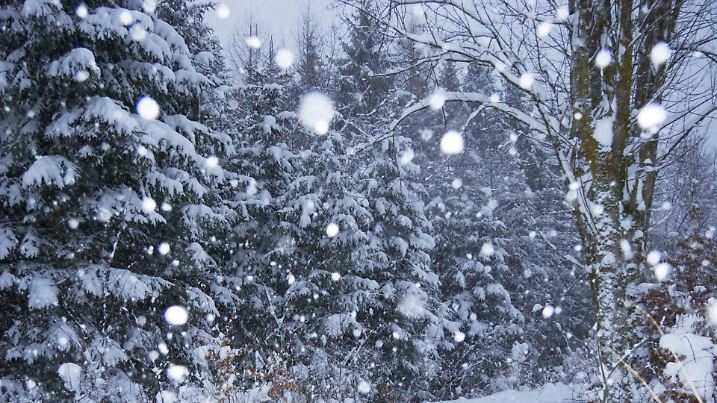 Schneetreiben im winterlichen Wald, Deutschland, Bayern | snowfall in wintery forest, Germany, Bavaria