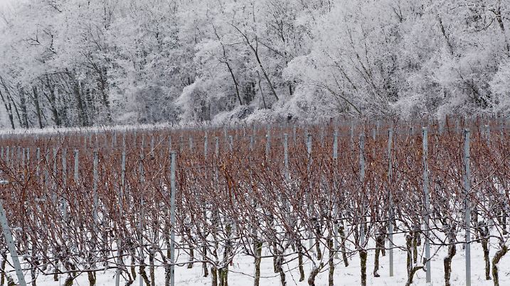 Grafisch und farblich heben sich Reeben am 19.01.2016 Würzburg (Bayern) von den mit Eis und Schnee bedeckten Bäumen ab. Foto: Daniel Karmann/dpa +++(c) dpa - Bildfunk+++