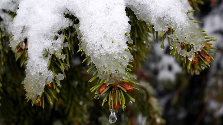 Neuschnee schmilzt am Freitag (07.05.2010) auf dem Ettelsberg im nordhessischen Willingen auf den Zweigen einer Fichte. Über Nacht sind auf dem 838 Meter hohen Berg im Waldeckischen Upland ein paar Zentimeter Schnee gefallen, die allerdings im Laufe des Tage wieder schmolzen. Es soll sich etwas erwärmen in den nächsten Tagen. Ein beständiges Frühlingshoch lässt aber weiter auf sich warten. Foto: Uwe Zucchi dpa/lhe  +++(c) dpa - Bildfunk+++