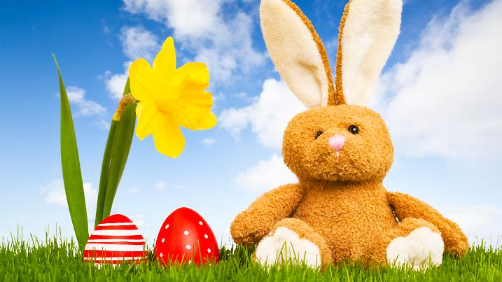 Easter Bunny on a green meadow with two easter eggs and a daffodil