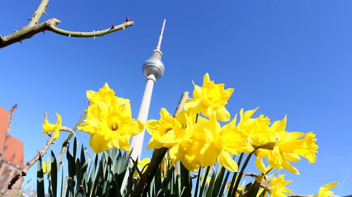 Vor strahlend blauem Himmel leuchten am 12.03.2014 Osterglocken am Fernsehturm in Berlin. Auch morgen soll das Wetter frühsommerlich warm und sonnig bleiben. Foto: Stephanie Pilick/dpa +++(c) dpa - Bildfunk+++