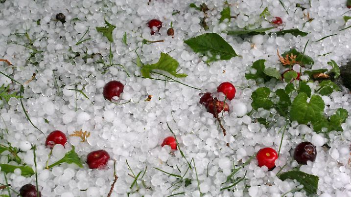 Cherries beat down by ice lie on the ground in a garden in Nagykanizsa, 207 kms southwest of Budapest, Hungary, after a hailstorm hit the town 10 June 2009. The hail caused a considerable damage in orchards of the region. EPA/GYOERGY VARGA +++(c) dpa - Bildfunk+++