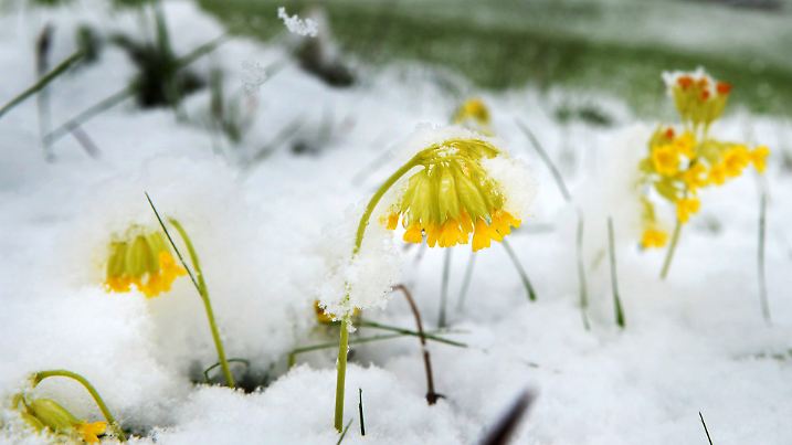 Schlüsselblumen sind am 26.04.2016 auf einer Wiese bei Degenfeld (Baden-Württemberg) eingeschneit. In Teilen Deutschlands herrschte starker Schneefall. Foto: Jan-Philipp Strobel/dpa +++(c) dpa - Bildfunk+++