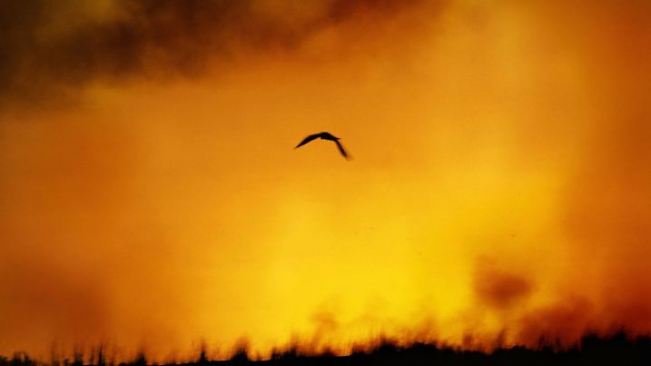 Urwald Brandrodung in Brasilien