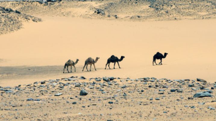 Eine Gruppe von Kamelen zieht durch ein Sandfeld nahe der Weissen Wüste, aufgenommen am 22.05.2015. Die zur östlichen Sahara gehörende und in Ägypten gelegene Weisse Wüste wurde im Jahr 2002 zum Nationalpark erklärt, der berühmt ist für seine sedimentierten und kalzifizierten Planktonablagerungen, die oftmals durch Erosion ihre individuellen Formen erhielten. Für die Bewohner Kairos ist die Weisse Wüste ein beliebtes Wochenendziel, das man leicht nach einigen Stunden Autofahrt erreichen kann. Foto: Matthias Tödt