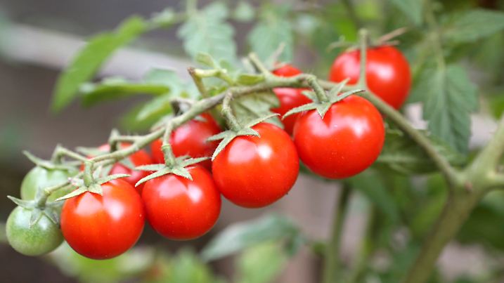 Paradeiser, Tomaten