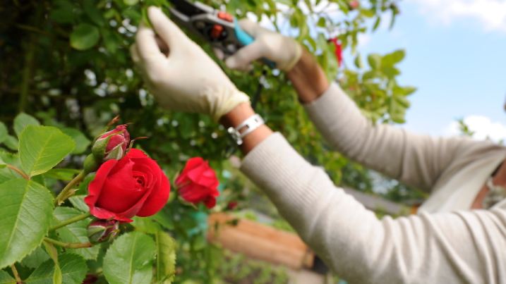 Eine Gartenbesitzerin schneidet am Dienstag (15.06.2010) in Hamburg in ihrem Garten in der Kleingärtner-Kolonie "Neugrabener Moor" Rosen. Über Monate hinweg haben die 192 Mitglieder gegraben, gejätet und gepflanzt um die Sechs-Hektar-Anlage in Hamburgs Süden aufblühen zu lassen. Der Garten-Verein qualifizierten sich für das Finale des Bundeswettbewerbs _Gärten im Städtebau_ - eine Art deutsche Meisterschaft unter den 15 000 Kleingärtnervereinen des Landes. Foto: Angelika Warmuth dpa/lno (zu lno 0539 vom 17.06.2010) | Verwendung weltweit