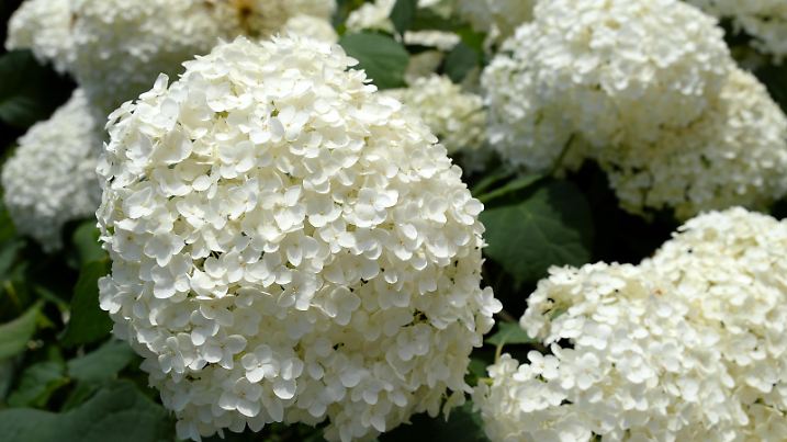 Schneeballhortensie (Hydrangea arborescens), aufgenommen am 13.07.2014 in den Gärten der Welt in Berlin.
