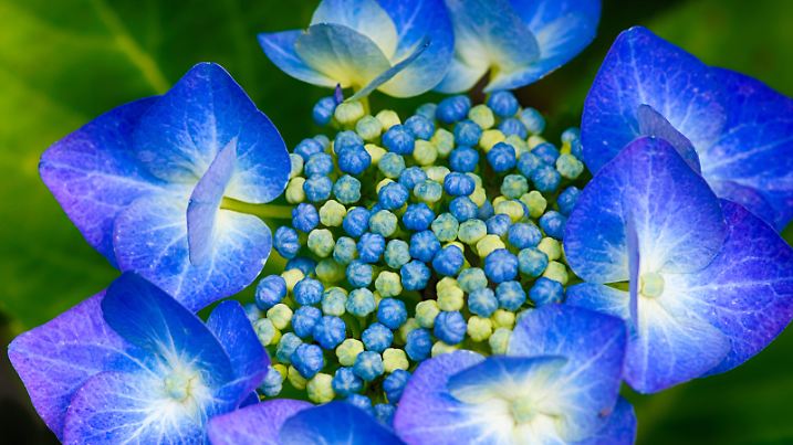 Blüte der blauen Teller Hortensie im Landgarten. Blue hortensia flower in the country garden.
