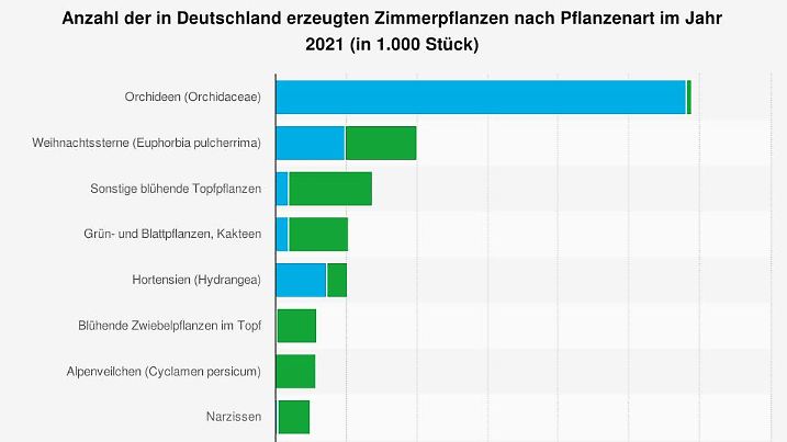 Hortensien-Pflege im Herbst: Zurückschneiden oder nur Blüten entfernen?