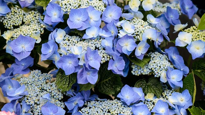 Zum Themendienst-Bericht vom 24. April 2014: Hortensien blühen blau in einem Boden mit einem ph-Wert von 4,0 bis 4,5.
(Die Veröffentlichung ist für dpa-Themendienst-Bezieher honorarfrei. Das Bild darf nur in Zusammenhang mit dem genannten Text und nur bei Nennung der Bildquelle verwendet werden.) Foto: Blumenbüro | Verwendung weltweit