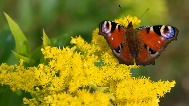 ARCHIV - Ein Tagpfauenauge hat sich am 01.10.2014 nahe Neuseddin (Brandenburg) im warmen nachmittäglichen Sonnenschein auf einer Blüte niedergelassen. Foto: Ralf Hirschberger/dpa (zu dpa "Schmetterlingszählung in Brandenburg" vom 23.04.2016) +++(c) dpa - Bildfunk+++